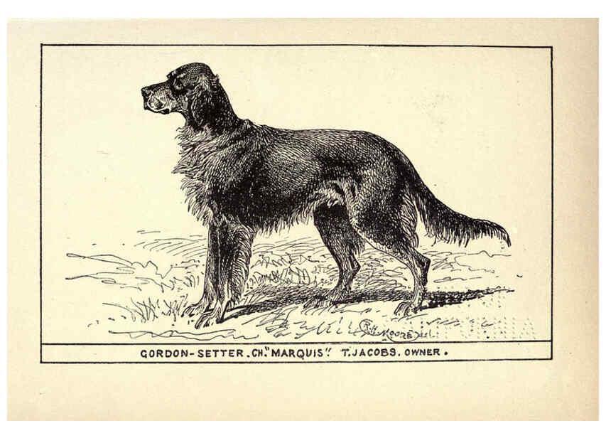 Reproducción/Reproduction 6234263624: All about dogs; a book for doggy people New York,J. Lane,1900