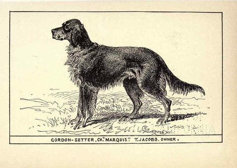 Reproducción/Reproduction 6234263624: All about dogs; a book for doggy people New York,J. Lane,1900