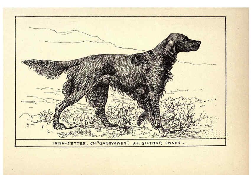 Reproducción/Reproduction 6234263762: All about dogs; a book for doggy people New York,J. Lane,1900