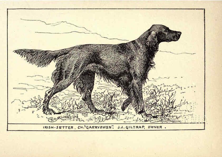 Reproducción/Reproduction 6234263762: All about dogs; a book for doggy people New York,J. Lane,1900