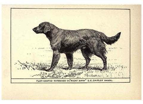 Reproducción/Reproduction 6234263894: All about dogs; a book for doggy people New York,J. Lane,1900