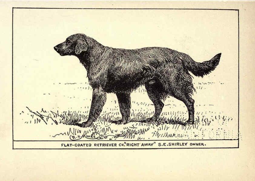 Reproducción/Reproduction 6234263894: All about dogs; a book for doggy people New York,J. Lane,1900