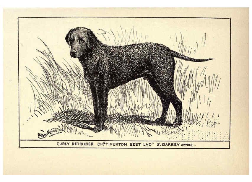 Reproducción/Reproduction 6233739281: All about dogs; a book for doggy people New York,J. Lane,1900