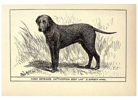 Reproducción/Reproduction 6233739281: All about dogs; a book for doggy people New York,J. Lane,1900