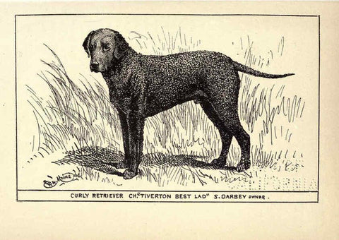 Reproducción/Reproduction 6233739281: All about dogs; a book for doggy people New York,J. Lane,1900