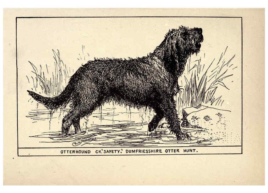 Reproducción/Reproduction 6233738337: All about dogs; a book for doggy people New York,J. Lane,1900