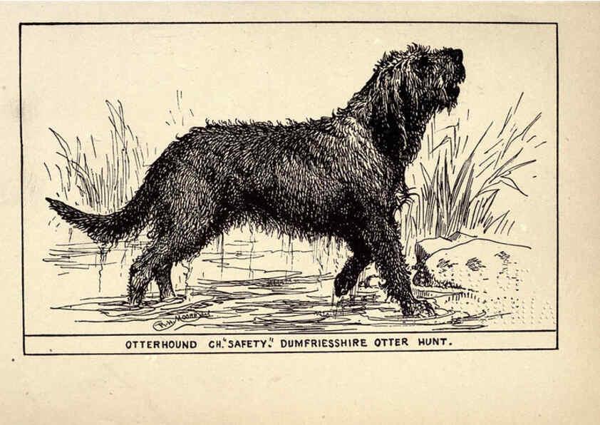 Reproducción/Reproduction 6233738337: All about dogs; a book for doggy people New York,J. Lane,1900