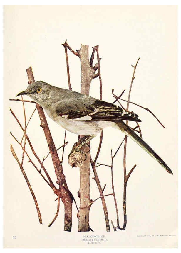 Reproducción/Reproduction 6233793675: Birds and nature in natural colors. v.1. Chicago :A.W. Mumford, Publisher,1913-1914