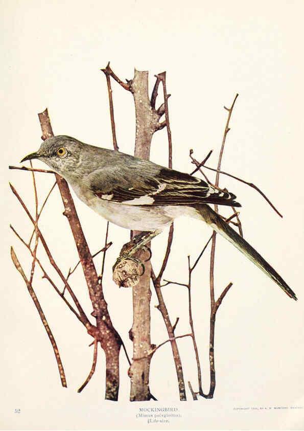 Reproducción/Reproduction 6233793675: Birds and nature in natural colors. v.1. Chicago :A.W. Mumford, Publisher,1913-1914