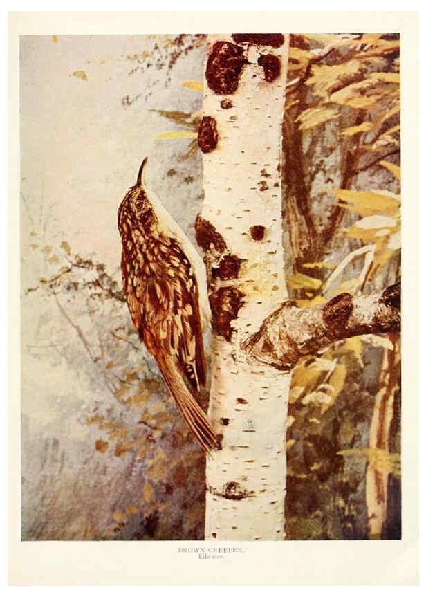 Reproducción/Reproduction 6234319184: Birds and nature in natural colors. v.1. Chicago :A.W. Mumford, Publisher,1913-1914