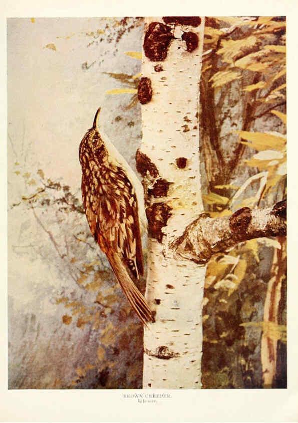 Reproducción/Reproduction 6234319184: Birds and nature in natural colors. v.1. Chicago :A.W. Mumford, Publisher,1913-1914