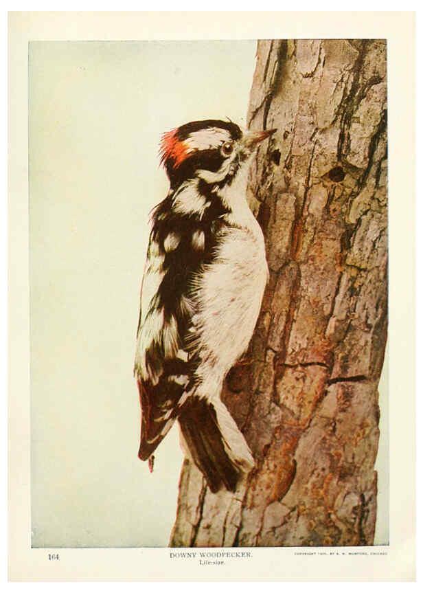Reproducción/Reproduction 6233793983: Birds and nature in natural colors. v.1. Chicago :A.W. Mumford, Publisher,1913-1914
