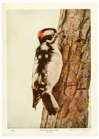 Reproducción/Reproduction 6233793983: Birds and nature in natural colors. v.1. Chicago :A.W. Mumford, Publisher,1913-1914