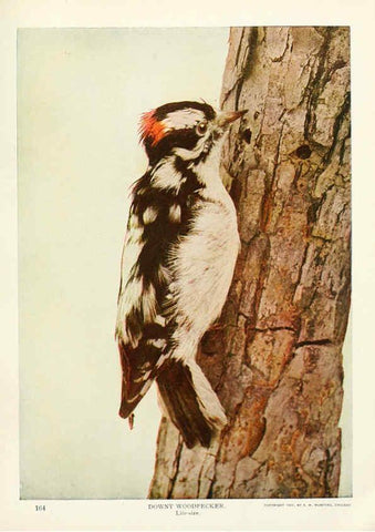 Reproducción/Reproduction 6233793983: Birds and nature in natural colors. v.1. Chicago :A.W. Mumford, Publisher,1913-1914