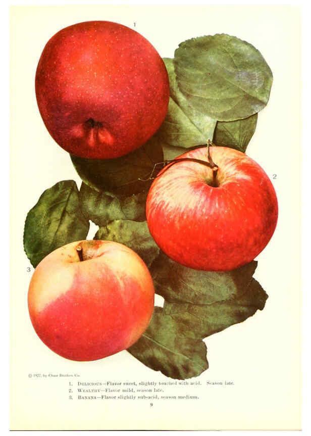 Reproducción/Reproduction 6237558608: Chase fruit and flowers in natural colors Rochester, N.Y.,Chase brothers company[c1922] 