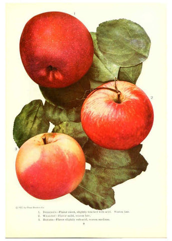 Reproducción/Reproduction 6237558608: Chase fruit and flowers in natural colors Rochester, N.Y.,Chase brothers company[c1922] 