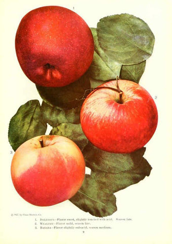 Reproducción/Reproduction 6237558608: Chase fruit and flowers in natural colors Rochester, N.Y.,Chase brothers company[c1922] 