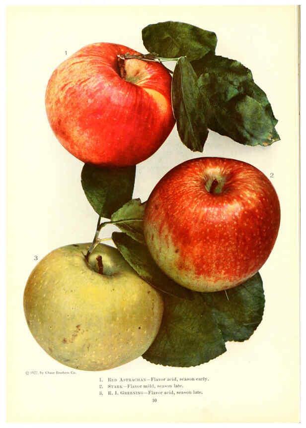 Reproducción/Reproduction 6237035649: Chase fruit and flowers in natural colors Rochester, N.Y.,Chase brothers company[c1922] 