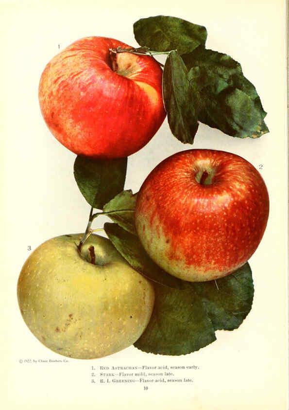 Reproducción/Reproduction 6237035649: Chase fruit and flowers in natural colors Rochester, N.Y.,Chase brothers company[c1922] 