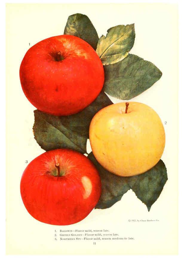 Reproducción/Reproduction 6237035777: Chase fruit and flowers in natural colors Rochester, N.Y.,Chase brothers company[c1922] 