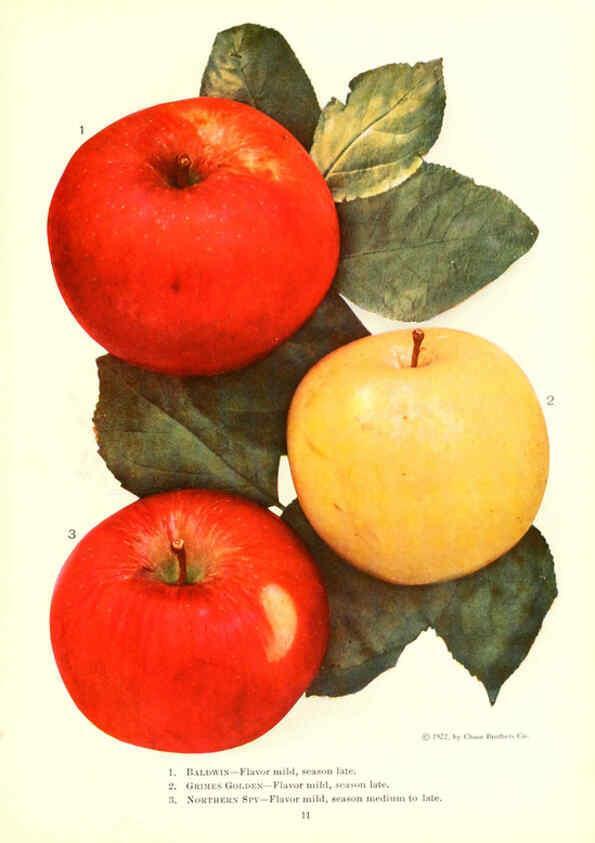 Reproducción/Reproduction 6237035777: Chase fruit and flowers in natural colors Rochester, N.Y.,Chase brothers company[c1922] 