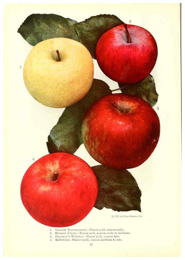 Reproducción/Reproduction 6237035991: Chase fruit and flowers in natural colors Rochester, N.Y.,Chase brothers company[c1922] 
