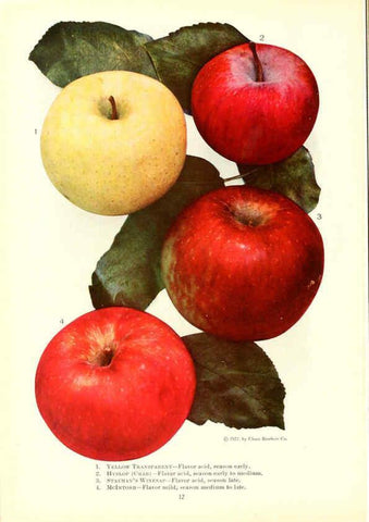 Reproducción/Reproduction 6237035991: Chase fruit and flowers in natural colors Rochester, N.Y.,Chase brothers company[c1922] 