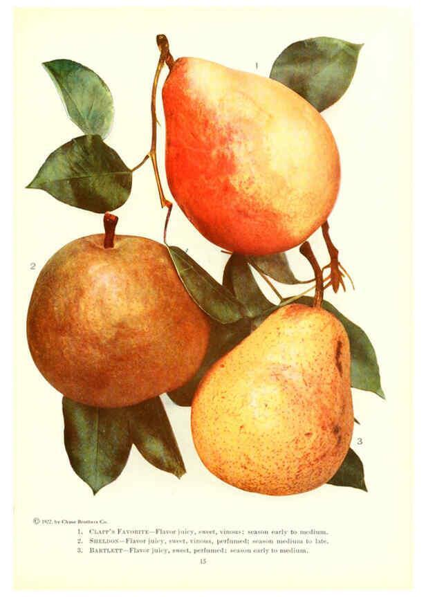 Reproducción/Reproduction 6237036169: Chase fruit and flowers in natural colors Rochester, N.Y.,Chase brothers company[c1922] 