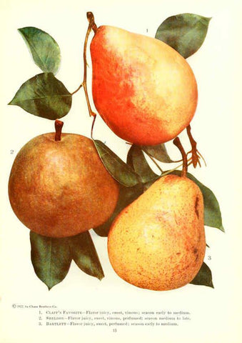Reproducción/Reproduction 6237036169: Chase fruit and flowers in natural colors Rochester, N.Y.,Chase brothers company[c1922] 