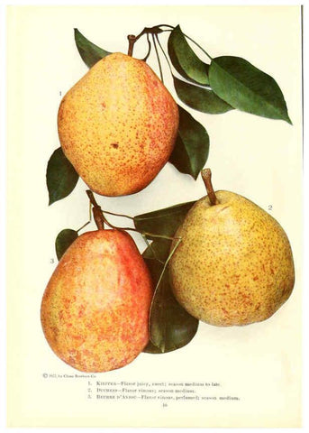 Reproducción/Reproduction 6237036327: Chase fruit and flowers in natural colors Rochester, N.Y.,Chase brothers company[c1922] 