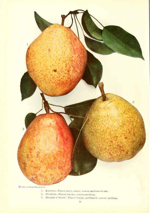 Reproducción/Reproduction 6237036327: Chase fruit and flowers in natural colors Rochester, N.Y.,Chase brothers company[c1922] 