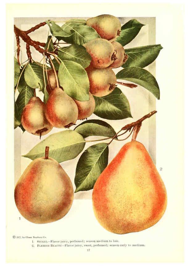 Reproducción/Reproduction 6237559662: Chase fruit and flowers in natural colors Rochester, N.Y.,Chase brothers company[c1922] 