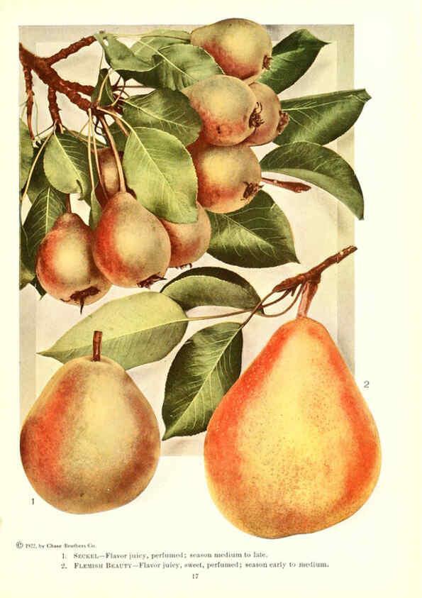 Reproducción/Reproduction 6237559662: Chase fruit and flowers in natural colors Rochester, N.Y.,Chase brothers company[c1922] 