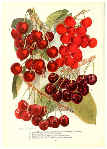 Reproducción/Reproduction 6237559924: Chase fruit and flowers in natural colors Rochester, N.Y.,Chase brothers company[c1922] 