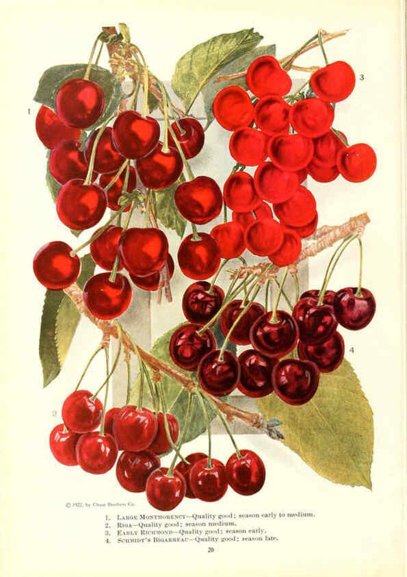 Reproducción/Reproduction 6237559924: Chase fruit and flowers in natural colors Rochester, N.Y.,Chase brothers company[c1922] 