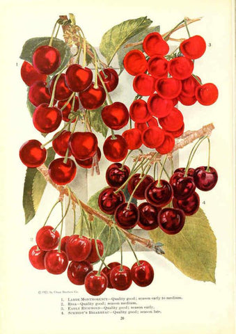 Reproducción/Reproduction 6237559924: Chase fruit and flowers in natural colors Rochester, N.Y.,Chase brothers company[c1922] 