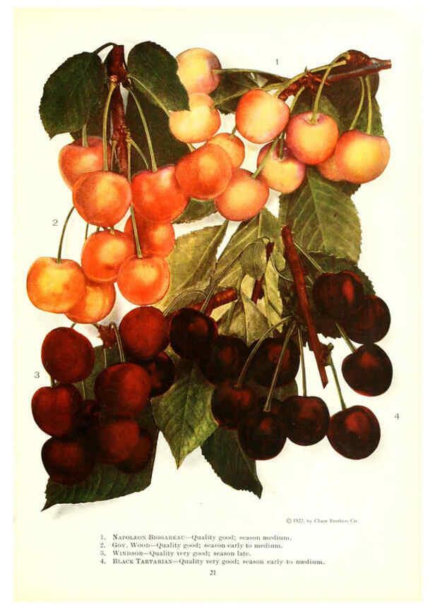 Reproducción/Reproduction 6237560122: Chase fruit and flowers in natural colors Rochester, N.Y.,Chase brothers company[c1922] 