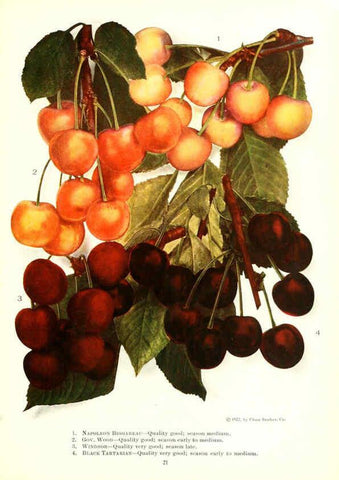 Reproducción/Reproduction 6237560122: Chase fruit and flowers in natural colors Rochester, N.Y.,Chase brothers company[c1922] 