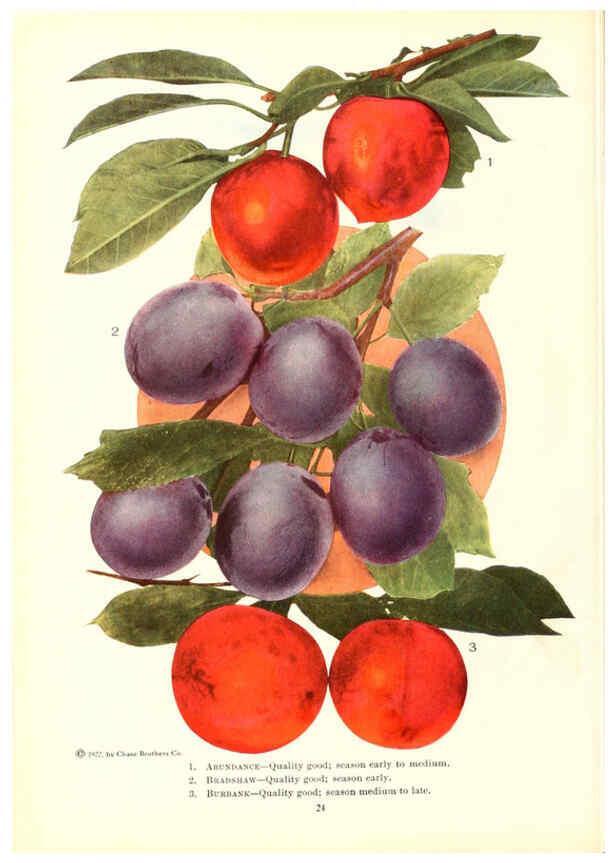 Reproducción/Reproduction 6237560376: Chase fruit and flowers in natural colors Rochester, N.Y.,Chase brothers company[c1922] 