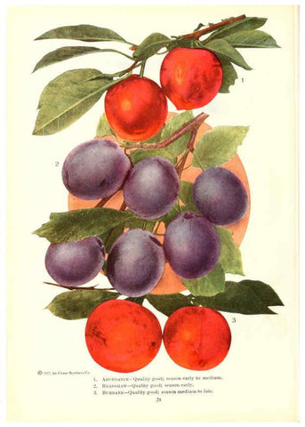 Reproducción/Reproduction 6237560376: Chase fruit and flowers in natural colors Rochester, N.Y.,Chase brothers company[c1922] 