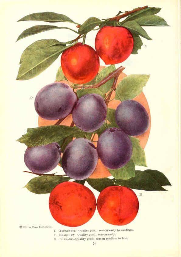 Reproducción/Reproduction 6237560376: Chase fruit and flowers in natural colors Rochester, N.Y.,Chase brothers company[c1922] 