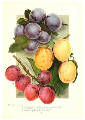 Reproducción/Reproduction 6237560570: Chase fruit and flowers in natural colors Rochester, N.Y.,Chase brothers company[c1922] 