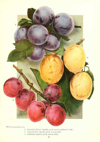 Reproducción/Reproduction 6237560570: Chase fruit and flowers in natural colors Rochester, N.Y.,Chase brothers company[c1922] 