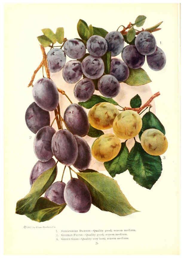 Reproducción/Reproduction 6237560754: Chase fruit and flowers in natural colors Rochester, N.Y.,Chase brothers company[c1922] 