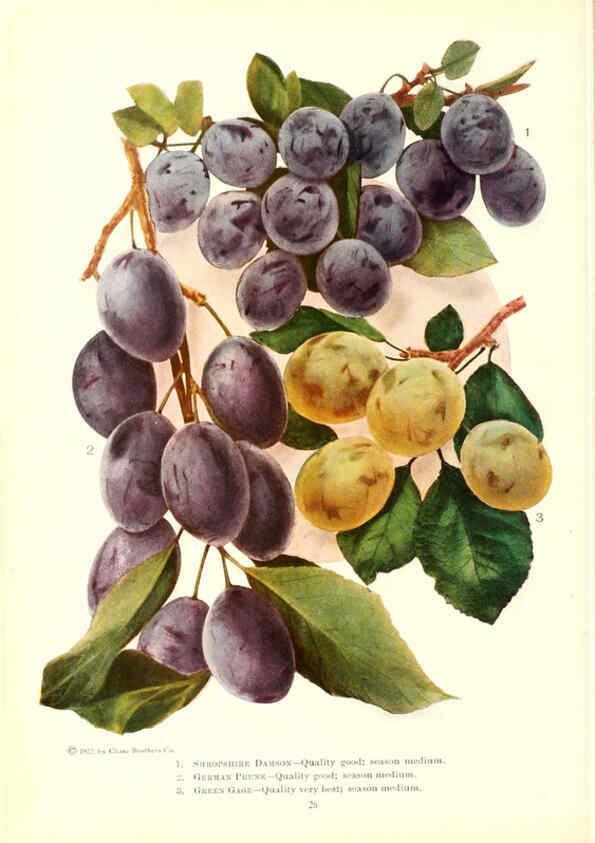 Reproducción/Reproduction 6237560754: Chase fruit and flowers in natural colors Rochester, N.Y.,Chase brothers company[c1922] 