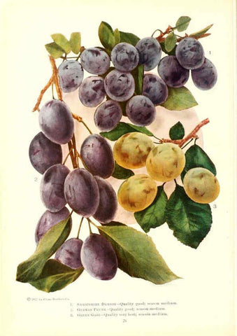 Reproducción/Reproduction 6237560754: Chase fruit and flowers in natural colors Rochester, N.Y.,Chase brothers company[c1922] 