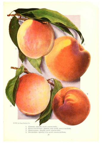 Reproducción/Reproduction 6237560902: Chase fruit and flowers in natural colors Rochester, N.Y.,Chase brothers company[c1922] 
