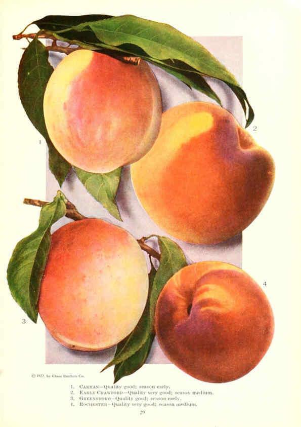 Reproducción/Reproduction 6237560902: Chase fruit and flowers in natural colors Rochester, N.Y.,Chase brothers company[c1922] 