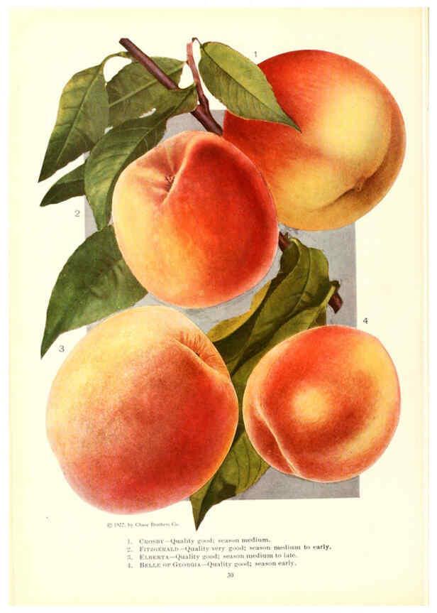 Reproducción/Reproduction 6237037885: Chase fruit and flowers in natural colors Rochester, N.Y.,Chase brothers company[c1922] 