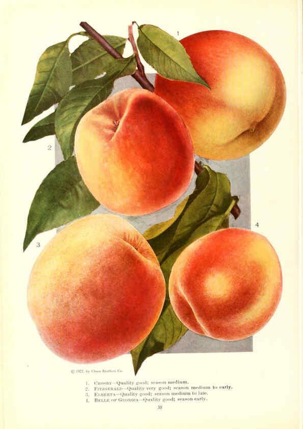 Reproducción/Reproduction 6237037885: Chase fruit and flowers in natural colors Rochester, N.Y.,Chase brothers company[c1922] 